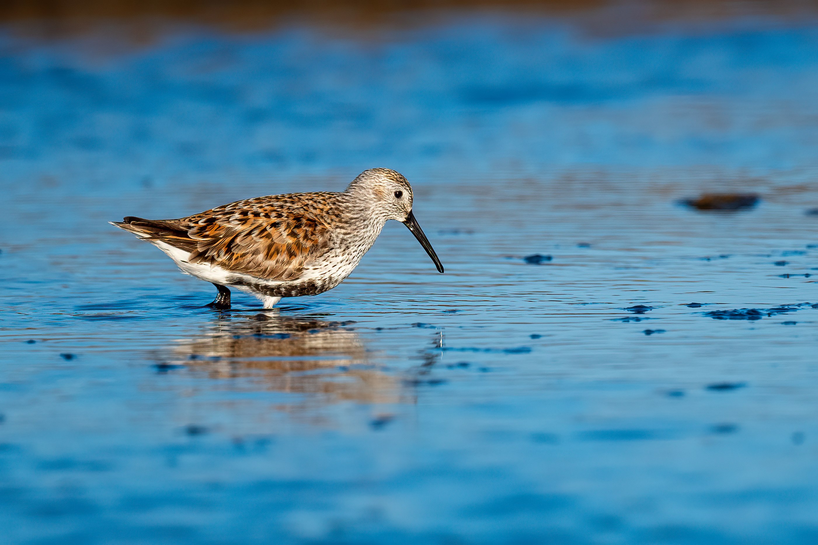 Dunlin